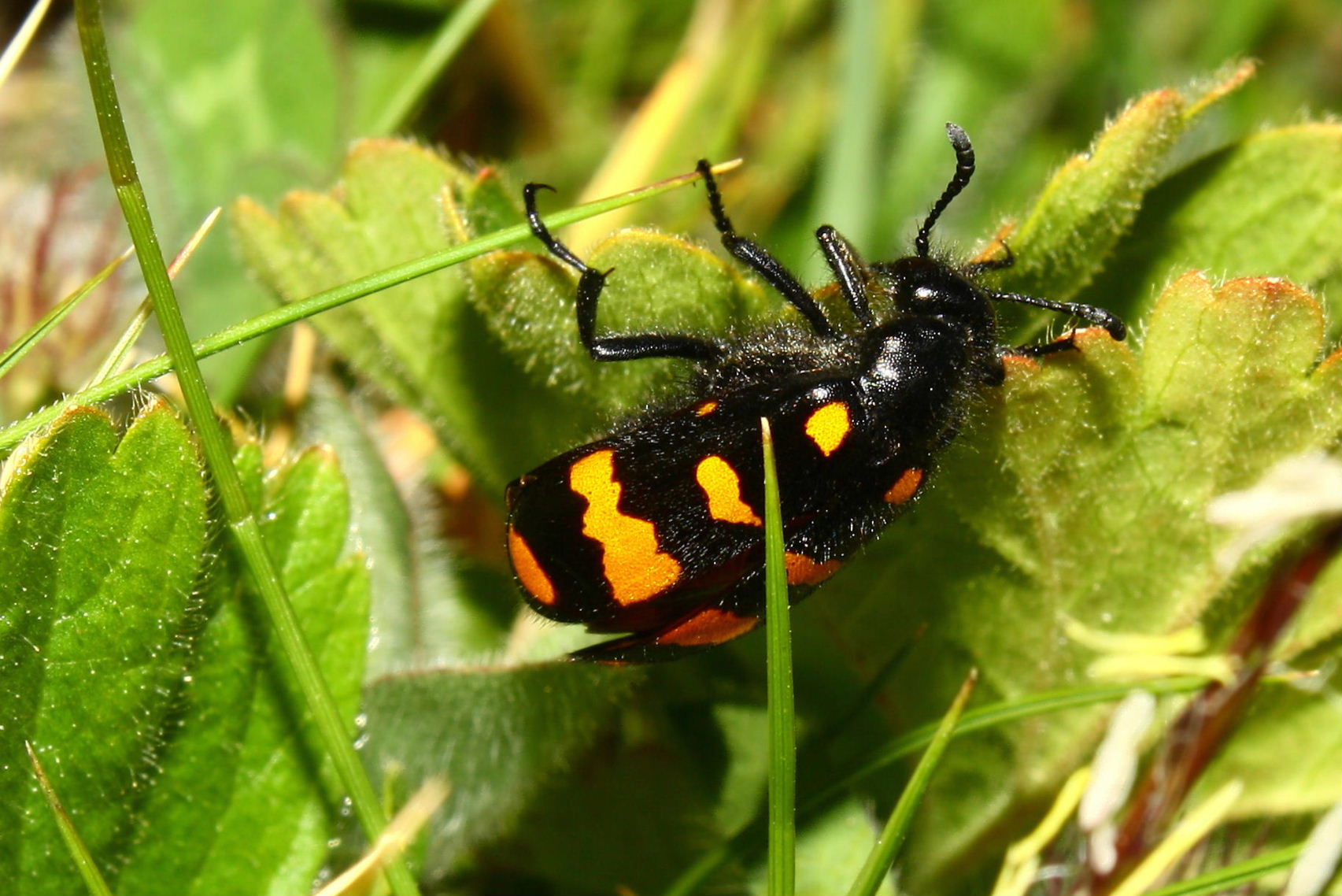 Coleoptera da determinare- 3: Hycleus polymorphus